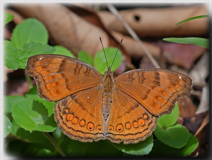 Brown Pansy