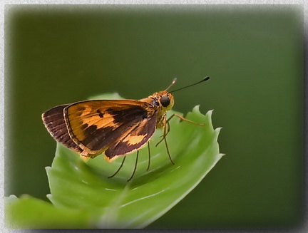 Common Dartlet at Gomantong