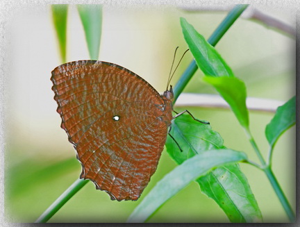 Common Palmfly in Kuching