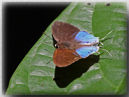 Common Posy butterfly