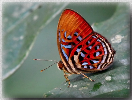 Common Red Harlequin