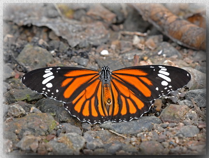 Common Tiger butterfly