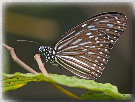 Dark Blue Glassy Tiger