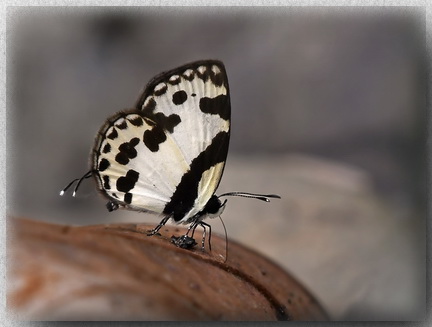 Elbowed Pierrot Butterfly