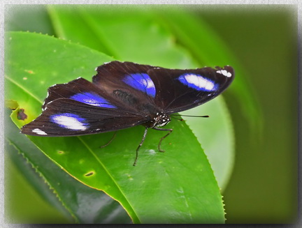 Great Eggfly butterflies