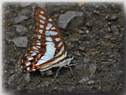 Great Jay butterfly