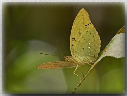 Great Marquis at Kubah NP