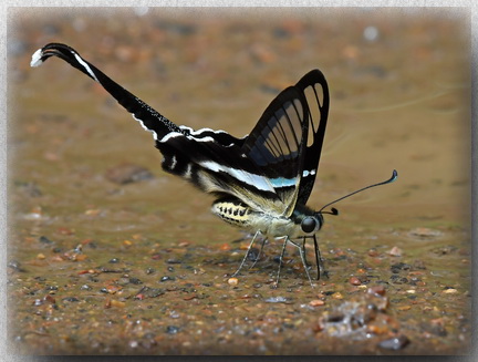 Green Dragontail Butterfly