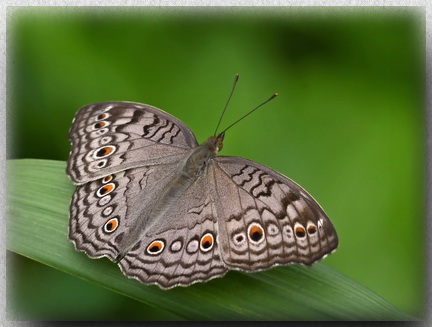 Grey Pansy