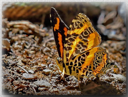 Himalayan Jester