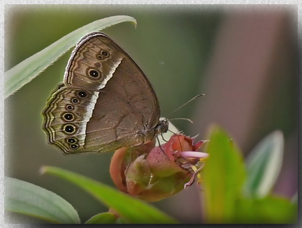 Horsfield's Bushbrown