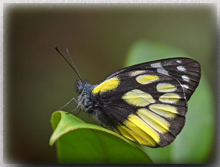 Kinabalu Jezebel endemic butterfly