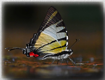 Kinabalu Swordtail at Mahua Waterfall in the Crocker
            Range