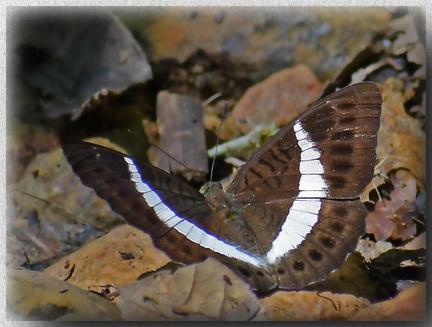 Kinabalu White-banded Count