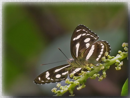 Lance Sergeant butterfly