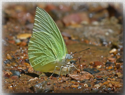 Lemon Emigrant Butterfly