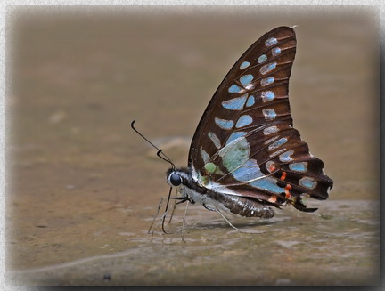 Lesser Jay butterfly at Gomantong