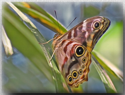 Lethe darena butterfly on Mount Kinabalu