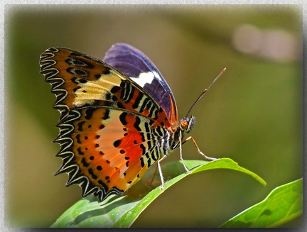 Malay Lacewing