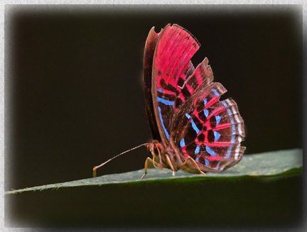 Malay Red Harlequin