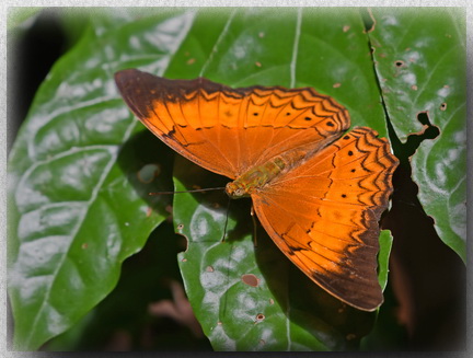 Malay Yeoman Butterfly