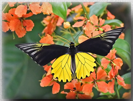 Malayan Birdwing