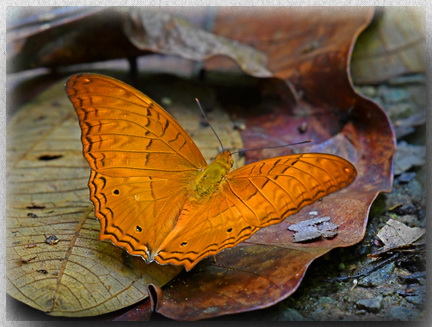 Malayan Cruiser butterfly