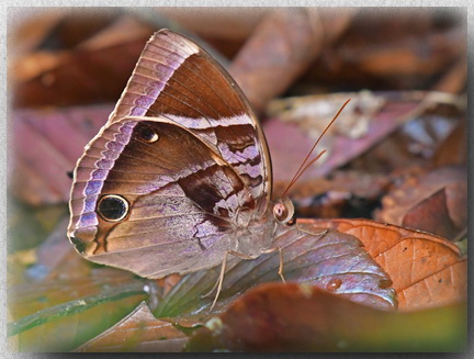 Malayan Jungle Glory