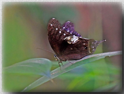 Malayan Owl Butterfly