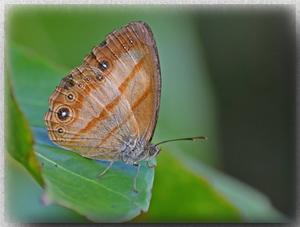 Mycalesis pitana Butterfly