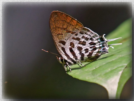 Pygmy Posy at Tabin