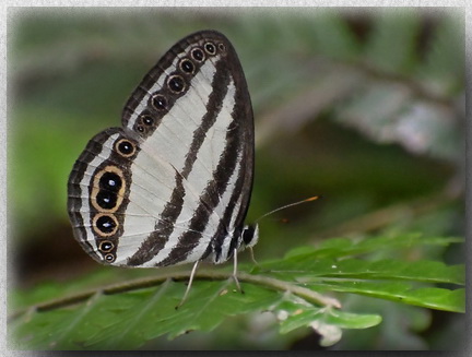 Kinabalu Ringlet - Ragadia annulata