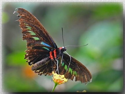 Rajah Brooke's Birdwing at Tawau Hills