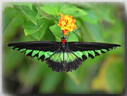 Rajah Brooke's Birdwing, Tawau Hills Park