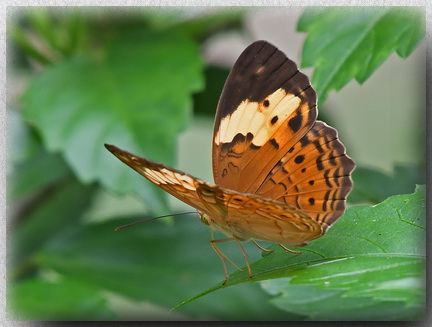 Rustic butterfly