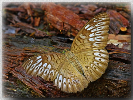 Short-banded Viscount