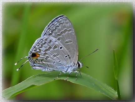 Silver Forget-me-not