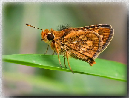 Spotted Grass Dart