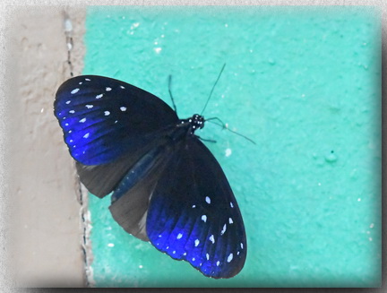 Striped Blue Crow