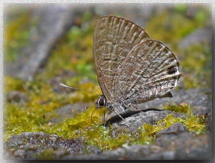 Tailless Line Blue Butterfly