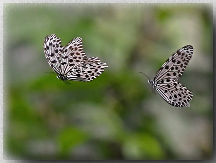 Tree Nymph