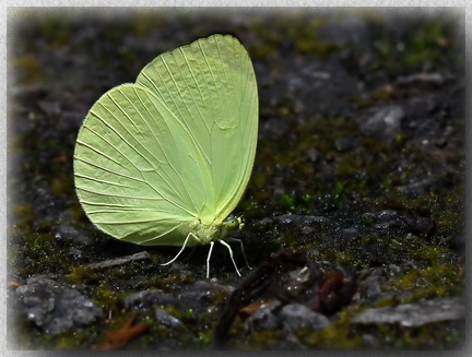 Tree Yellow butterfly