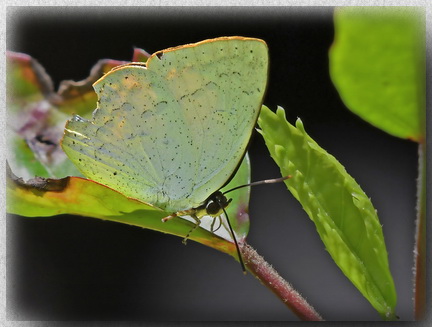 White-beaked Sunbeam butterfly