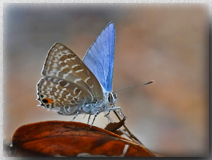 White Ciliate Blue