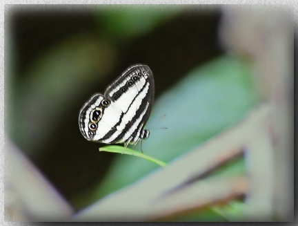 Ragadia annulata, Kinabalu Ringlet, Bornean endemic
              butterfly