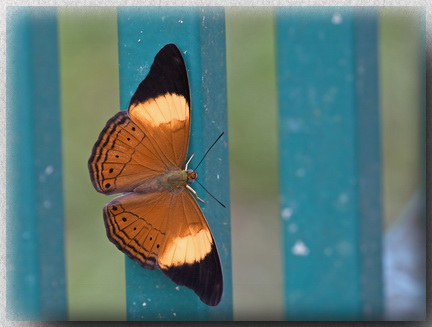 Yellow-banded Yeoman at Sepilok