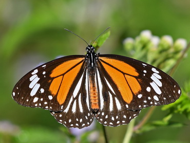 Black-veined Tiger a Butterfly of Malaysia