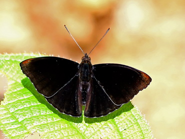 Black Prince butterfly