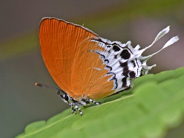 Branded Imperial butterfly from Fraser's Hill