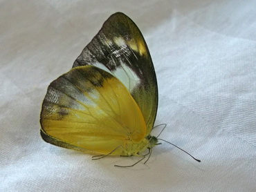 Chocolate Albatross butterfly in Malaysia